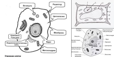 животная клетка рисунок карандашом