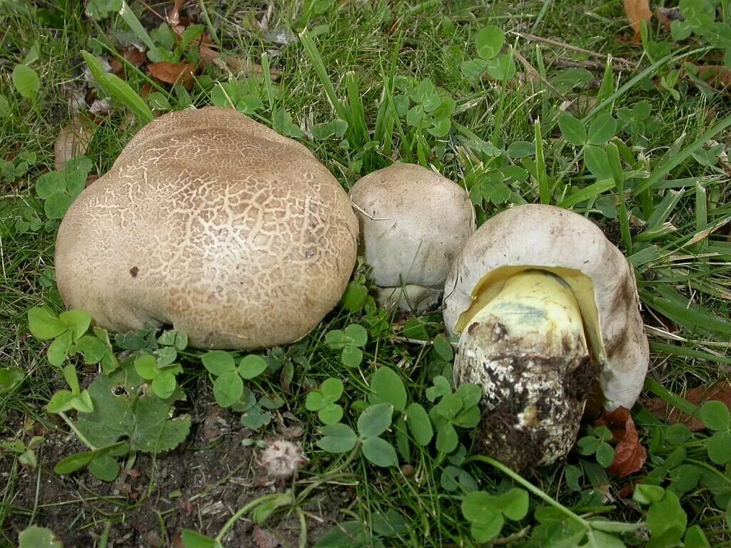 Боровик болетовые. Боровик коренящийся. Боровик коренастый boletus radicans. Боровик укореняющийся гриб. Боровик укореняющийся (boletus radicans).