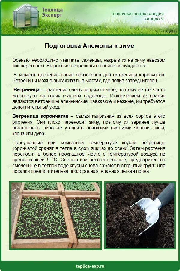 Анемона выкапывать ли на зиму. Утеплить саженцы. подготовка анемоны корончатой к зиме. укрытие анемонов на зиму. анемоны как выращивать.