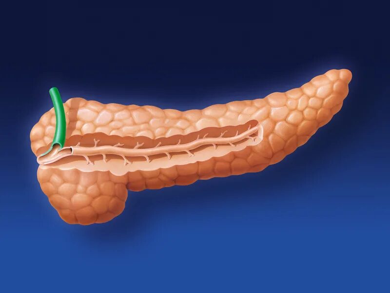 Pancreas