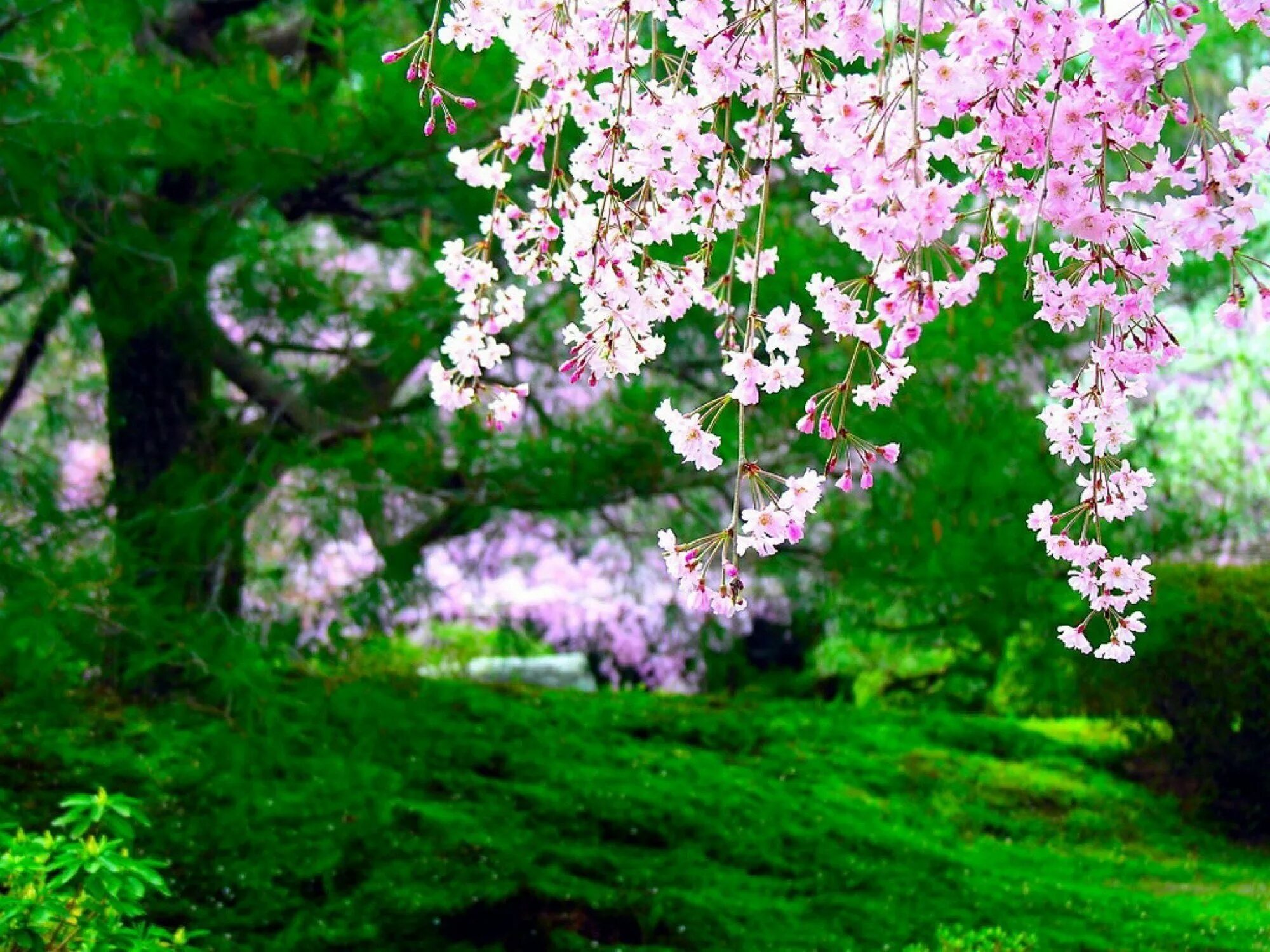 Красивое весеннее дерево. Цветущие деревья. Цветущее Весеннее дерево. Сакура дерево.