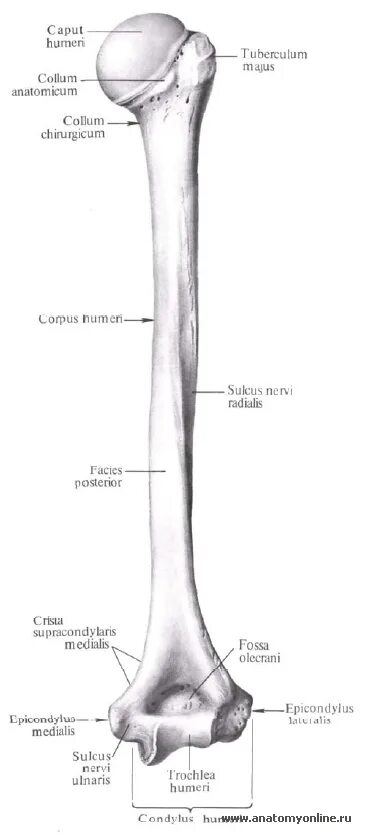 Плечевая кость латынь. Плечевая кость эпифиз метафиз диафиз. Проксимальный отдел плечевой кости анатомия. Метафиз плечевой кости анатомия. Epicondylus lateralis плечевой кости.