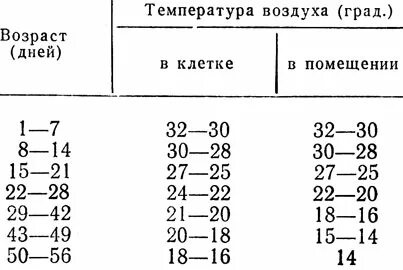Какая температура в помещении у бройлеров
