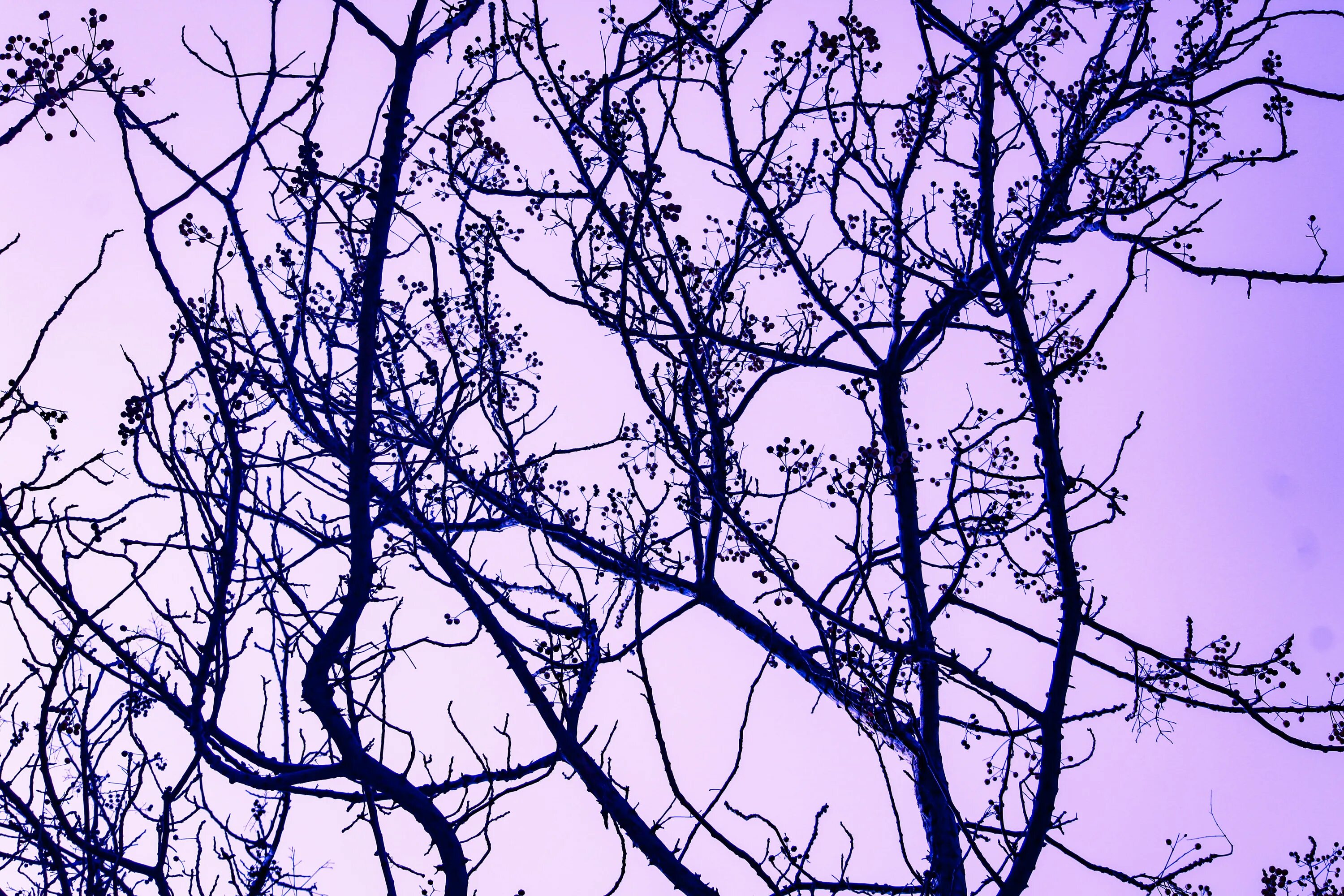 Ветви деревьев. Ветви деревьев. Ветка дерева. Красивая ветка. Ветви ивы макро.