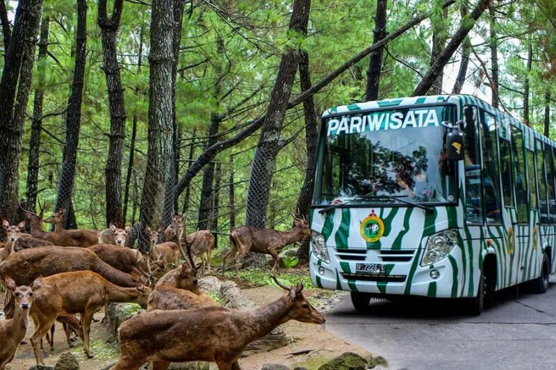 Сафари парк тель авив. Сафари парк танзания. Сафари парк тель авив. Сафари парк трансфер. Сафари парк тель авив.