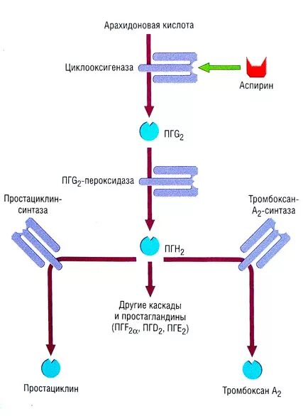 Аспирин механизм действия. Схема действия аспирина. Аспирин механизм действия фармакология. Антиагреганты ацетилсалициловая кислота механизм действия. Механизм действия аспирина