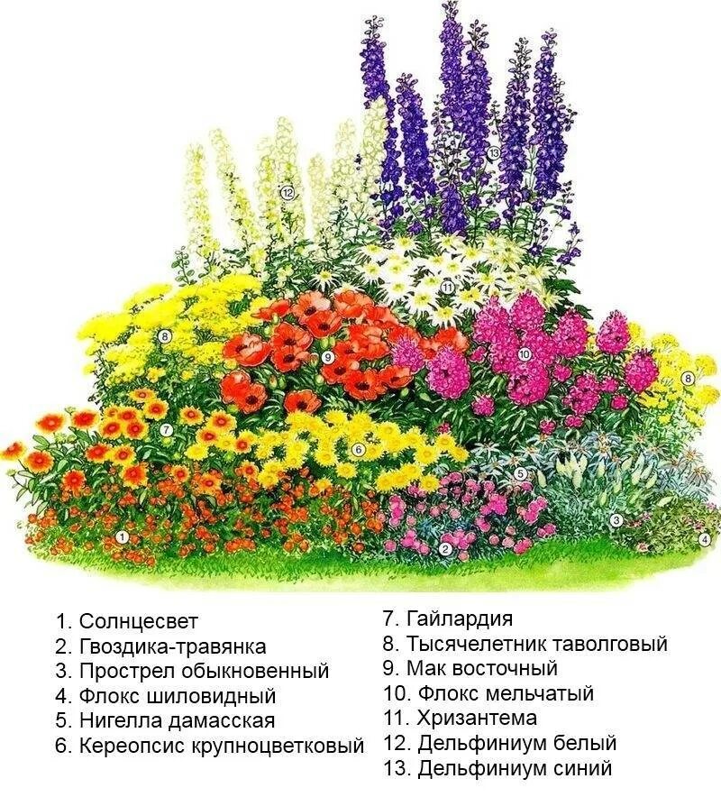 Какие растения высаживают
