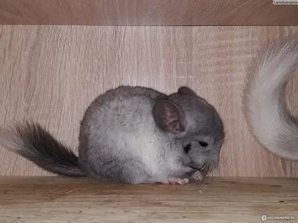 Шиншилла без