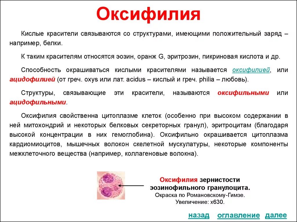 Базофильная цитоплазма это. Базофильная цитоплазма это. Базофилия и эозинофилия. Базофилия цитоплазмы клетки. Базофилия гемограмма.