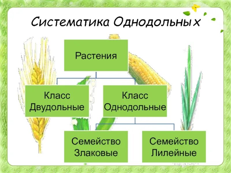 Семейства класса однодольных и двудольных растений. Однодольные злаковые представители. классы однодольных растений. класс однодольные растения. виды однодольных растений.