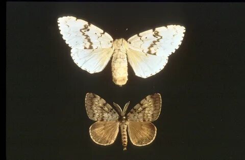 Slideshow horny gypsy moths.