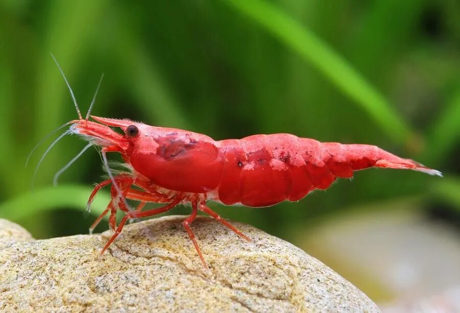 Креветки черри неокардины. Креветки черри neocaridina heteropoda. Креветка рили красная. Криль ракообразные. Креветка рили аквариумная.