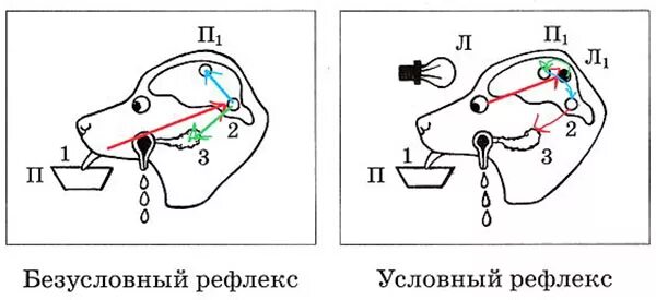 Рефлексы условные и безусловные схема. Схема безусловного слюноотделительного рефлекса. Схемы условные рефлексы и безусловные рефлексы. Безусловные рефлексы биология 8 класс.