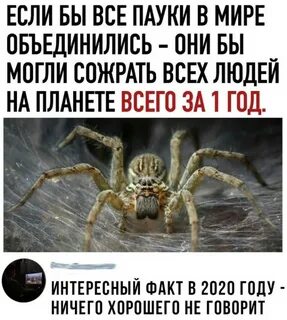Сколько за жизнь человек съедает пауков