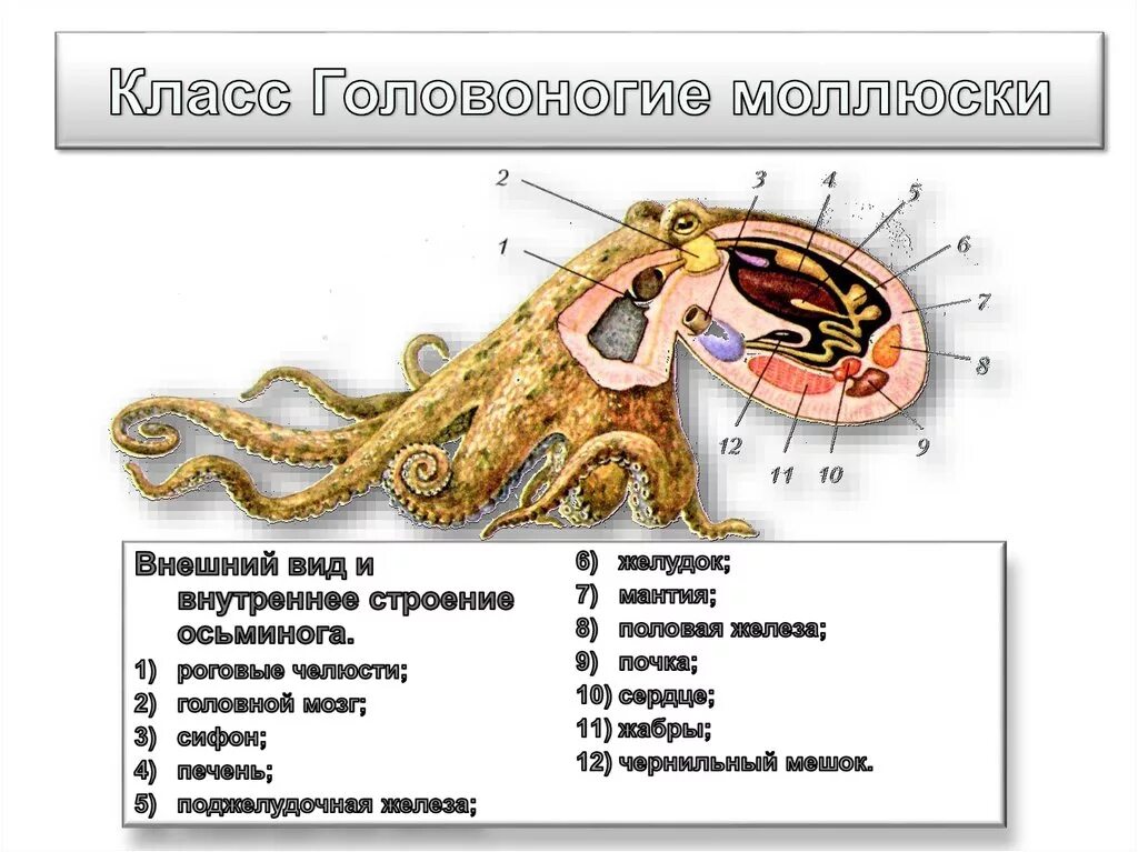 Отдел головоногие. Внутреннее строение головоногих моллюсков. Наружное строение головоногих моллюсков. Внешнее строение головоногих моллюсков. Класс головоногие моллюски строение тела.