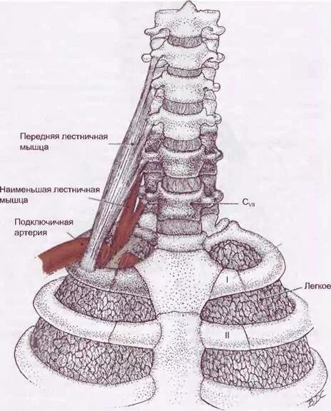 Бугорок передней лестничной мышцы 1 ребро. Передняя лестничная мышца. Бугорок лестничной мышцы. Лестничные мышцы ребра.