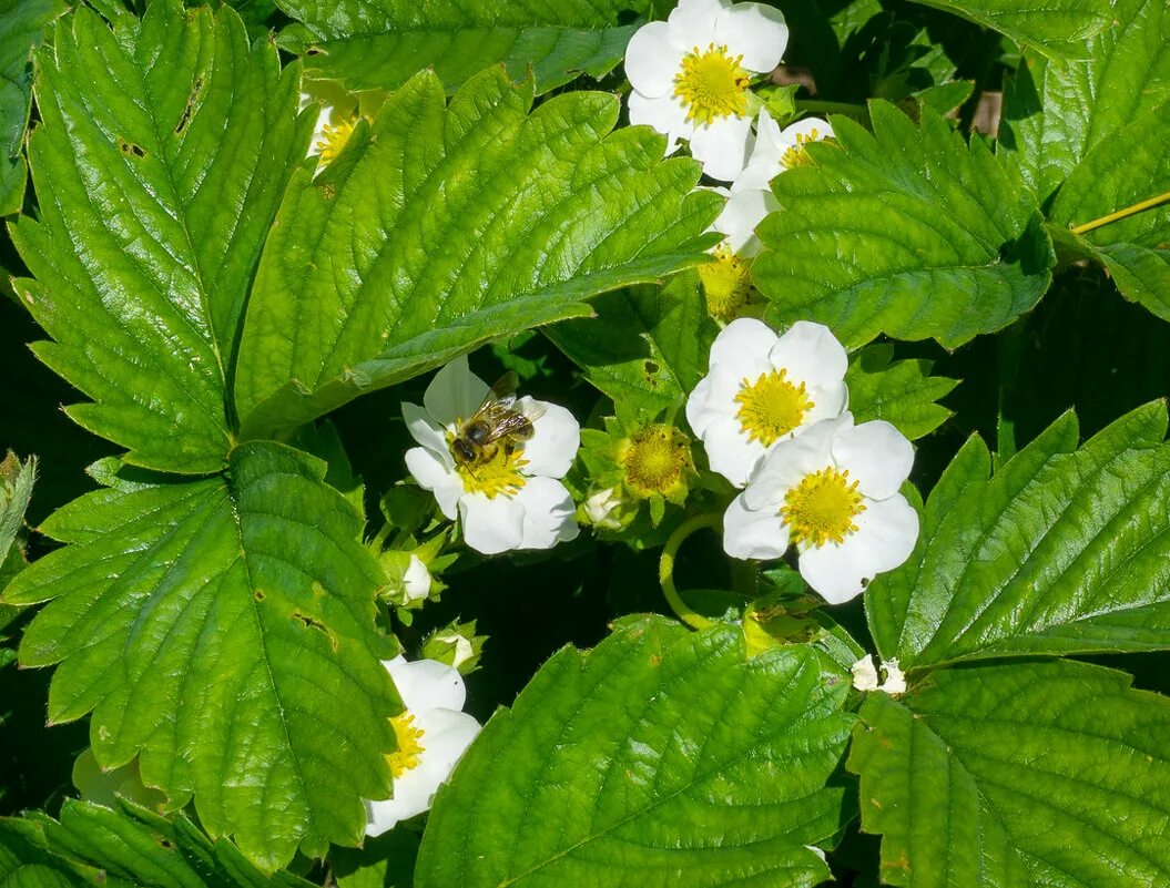 земляника цветение. земляника цветение. клубника мальвина цветение. пустоцветы у земляники. клубника альба цветение.