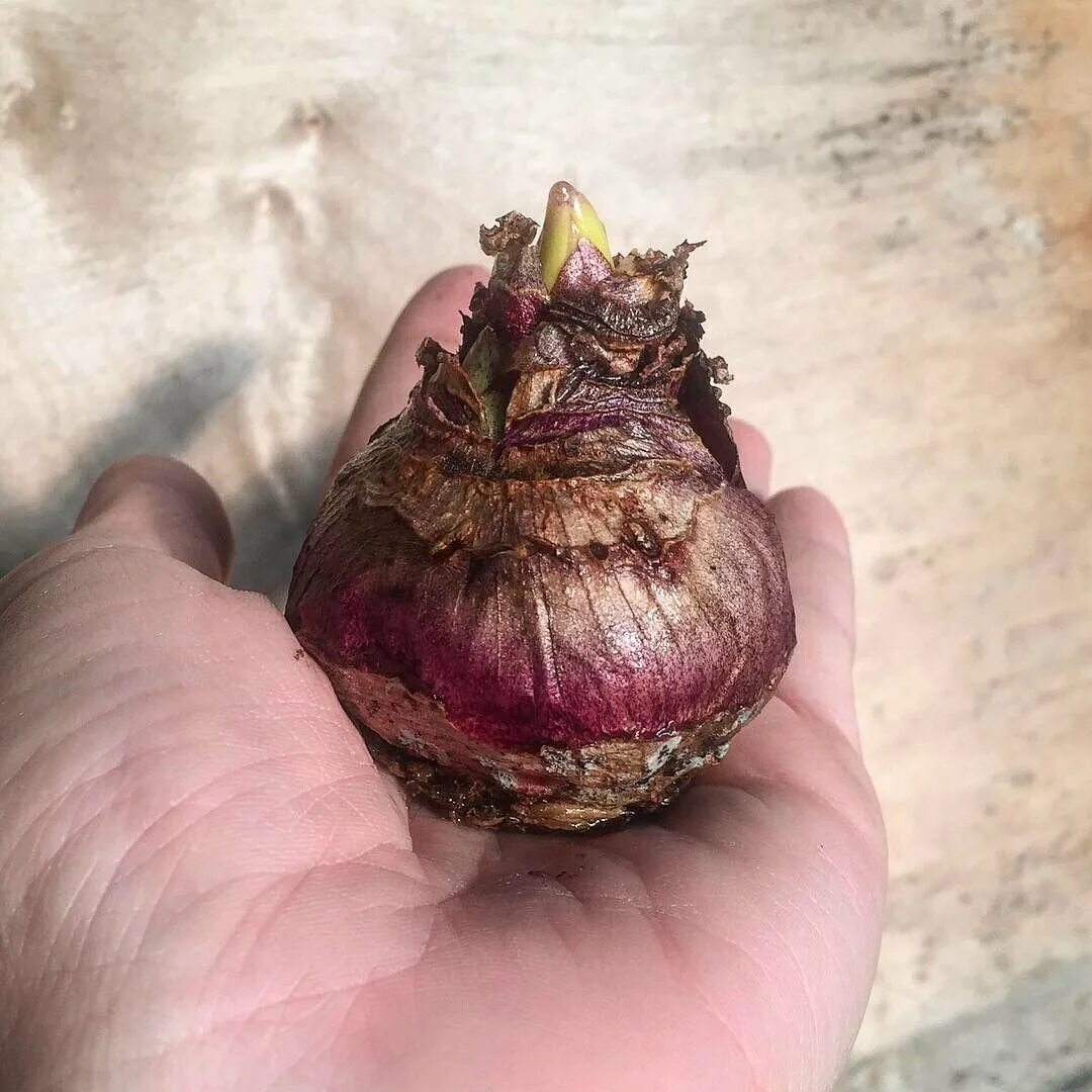 Гиацинт d7 h10. Гиацинт луковица. Горшечный гиацинт д12. Гиацинт микс d21. Эустома клубневая.