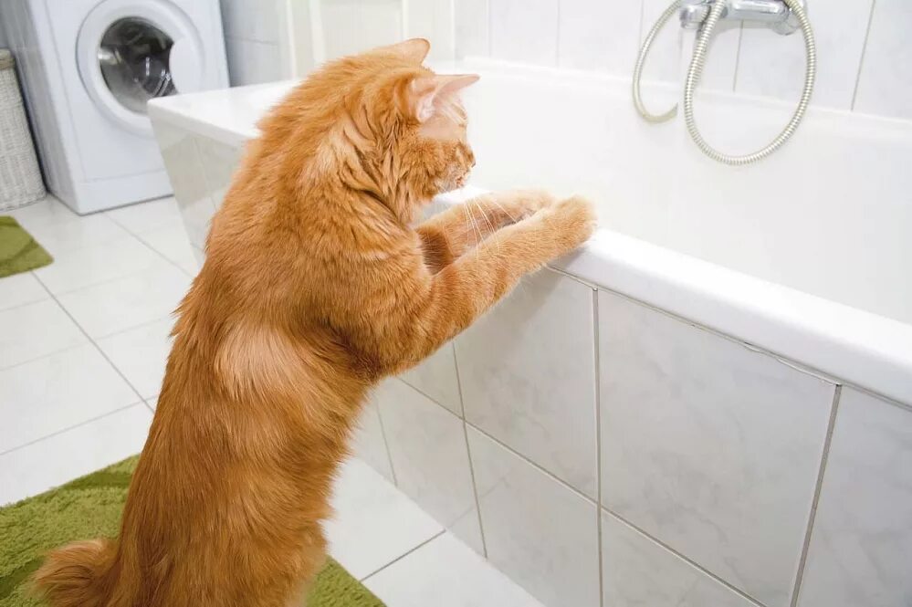Кошка купается. Котик в ванной. кот в ванне. рыжий котик в ванной. рыжая кошка в ванне.