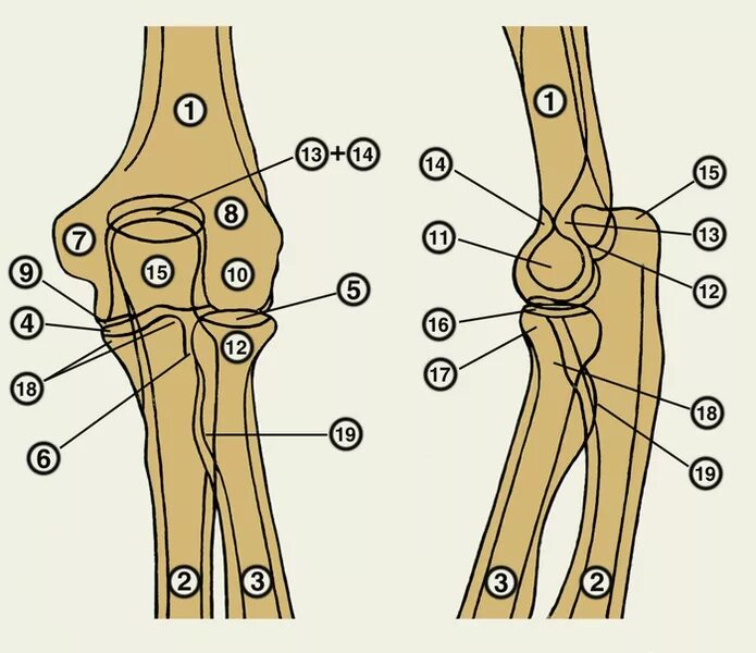 Локтевой сустав анатомия. Recessus sacciformis локтевого сустава. Плечевая кость локтевой сустав. Сесамовидная кость локтевого сустава. Соединения локтевой кости