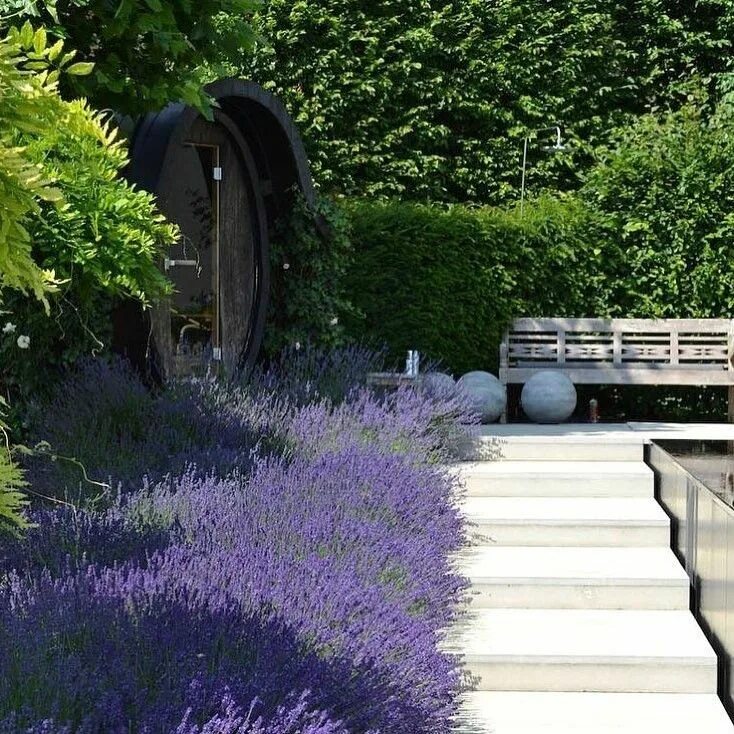 Beautiful Catmint Border Ideas for Your Garden