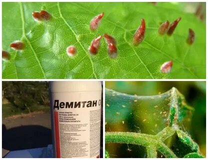Средства от клеща на комнатных растениях