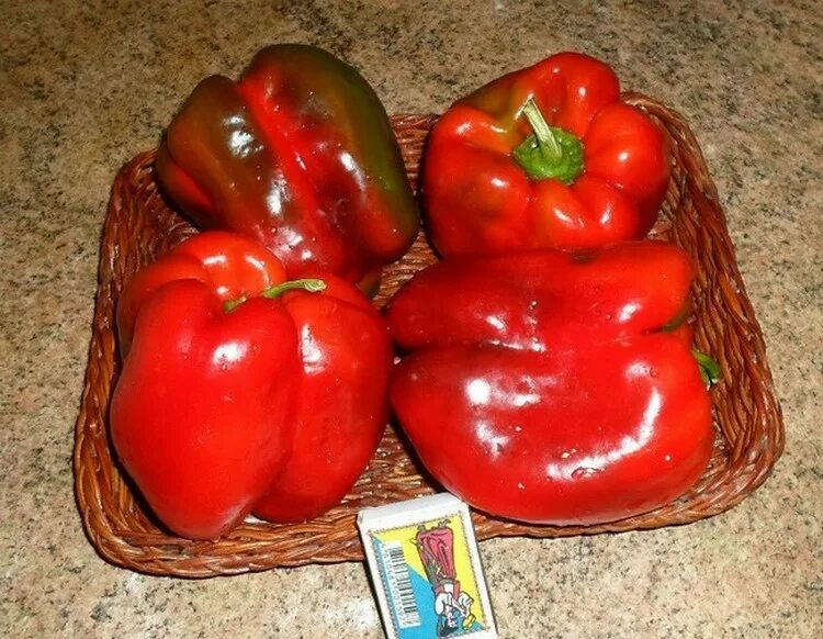 Перец бизон желтый. Перец сладкий кинг f1. Болгарский перец урожайные сорта. Перец раннее чудо f1. Суперранний сорт перца сладкого.