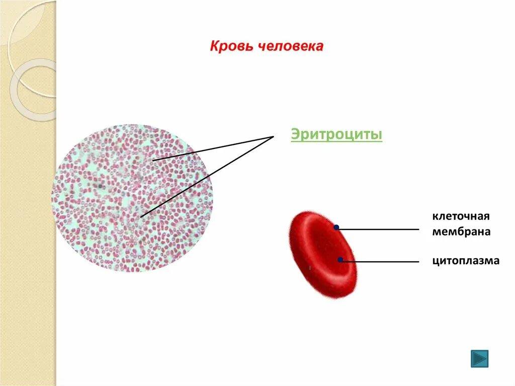 Кровь строение рисунок