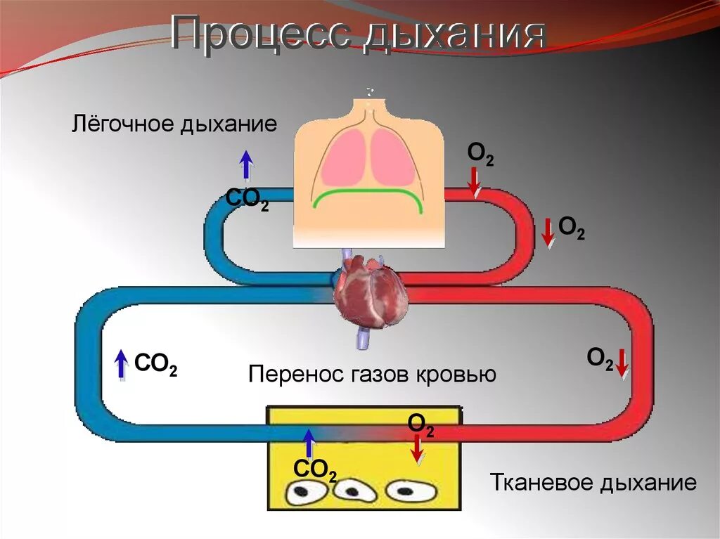 Этапы поступления воздуха. Процесс дыхания. Схема процесса дыхания. Процесс дыхания человека схема. Схема этапы дыхания.