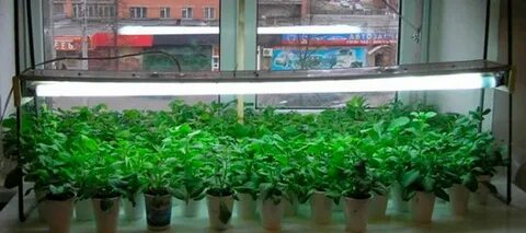 Сколько нужно подсвечивать петунию