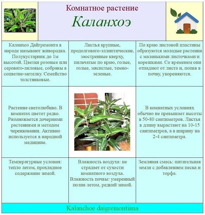 Каланхоэ растение свойства. Каланхоэ дегремона. Комнатные лекарственные растения каланхоэ. Каланхоэ растение свойства. Каланхоэ цветок лечебные свойства.