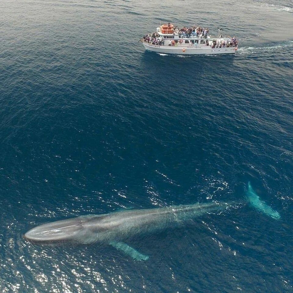 Сколько длиной самый большой кит. Синий кит 33 метра. Голубой кит Balaenoptera musculus. Голубой кит 33 метра. Синий кит 2023.