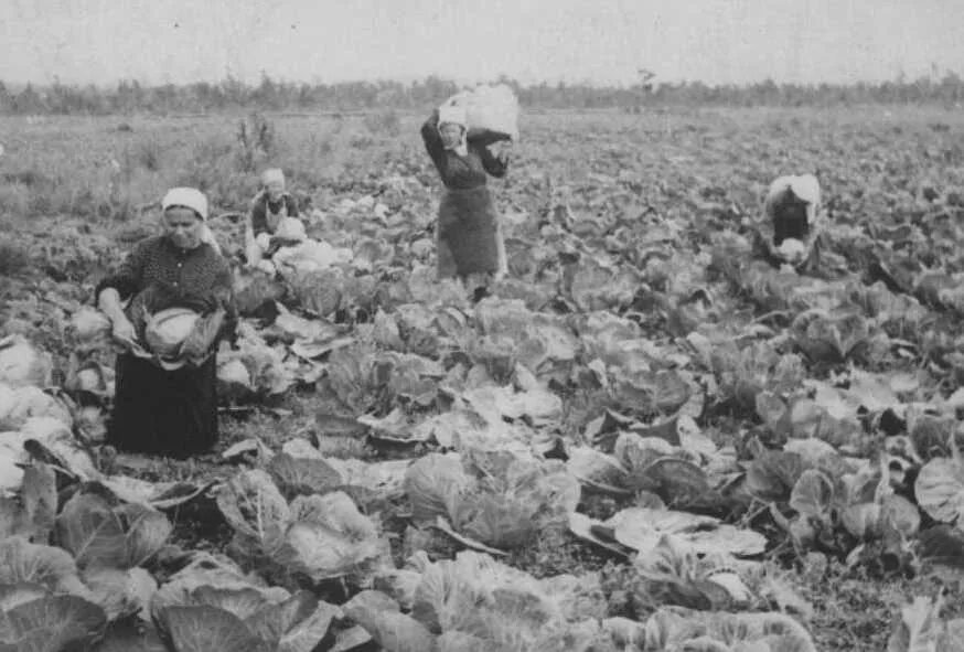 40 совхоз. Совхоз индустрия ростовская область. совхоз индустрия апатиты история. апатиты совхоз индустрия официальный сайт. уборка капусты в годы войны.