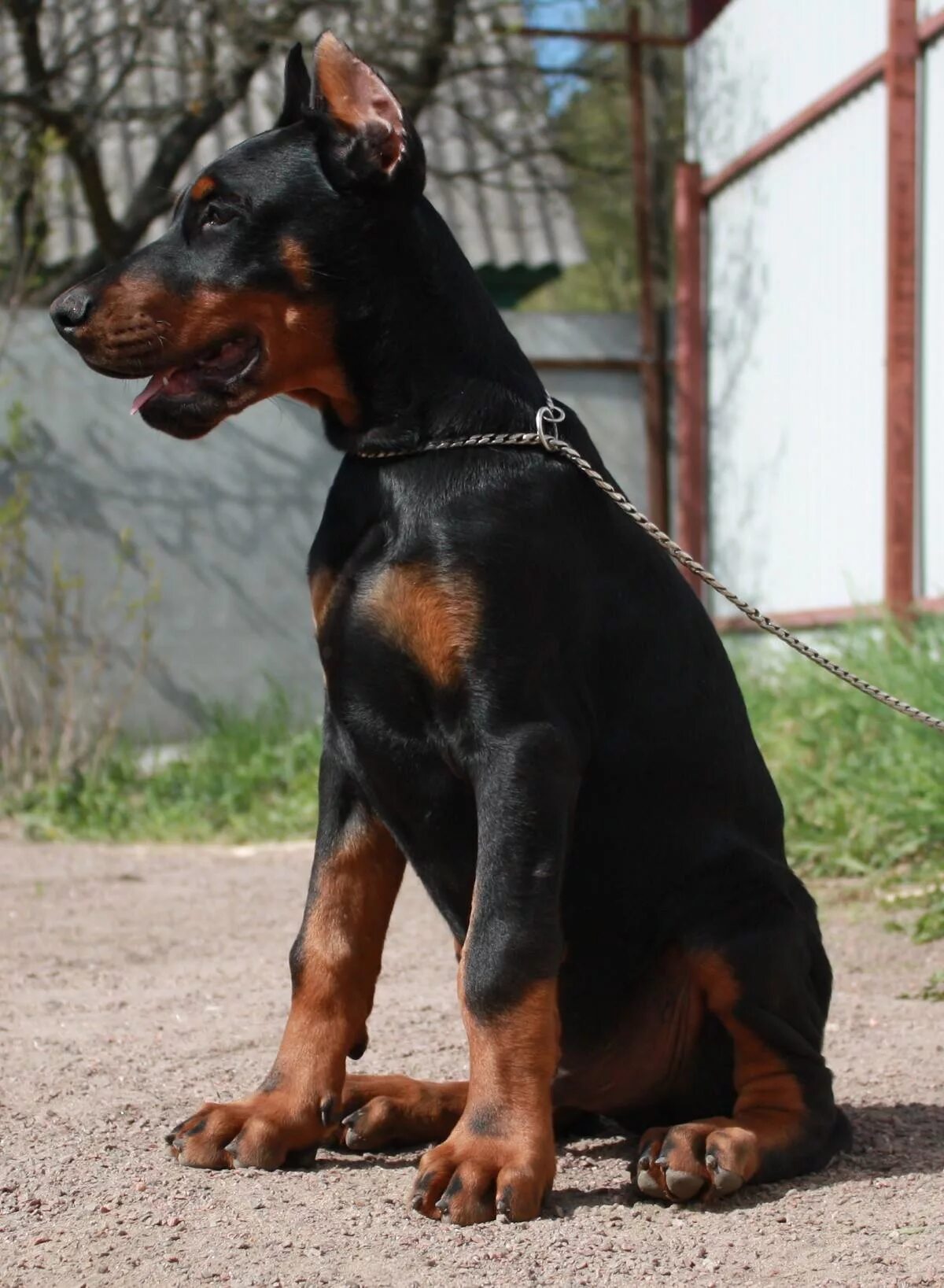 Стоит щенок добермана. Доберман пинчер расцвет. Доберман щенок. Доберман щенок. Доберман вега.