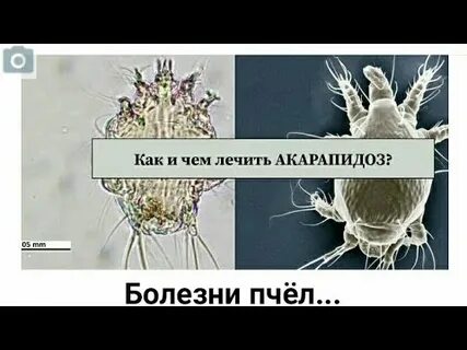 Акарапидоз пчел