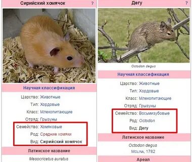 Какой тип развития характерен для сирийского хомяка