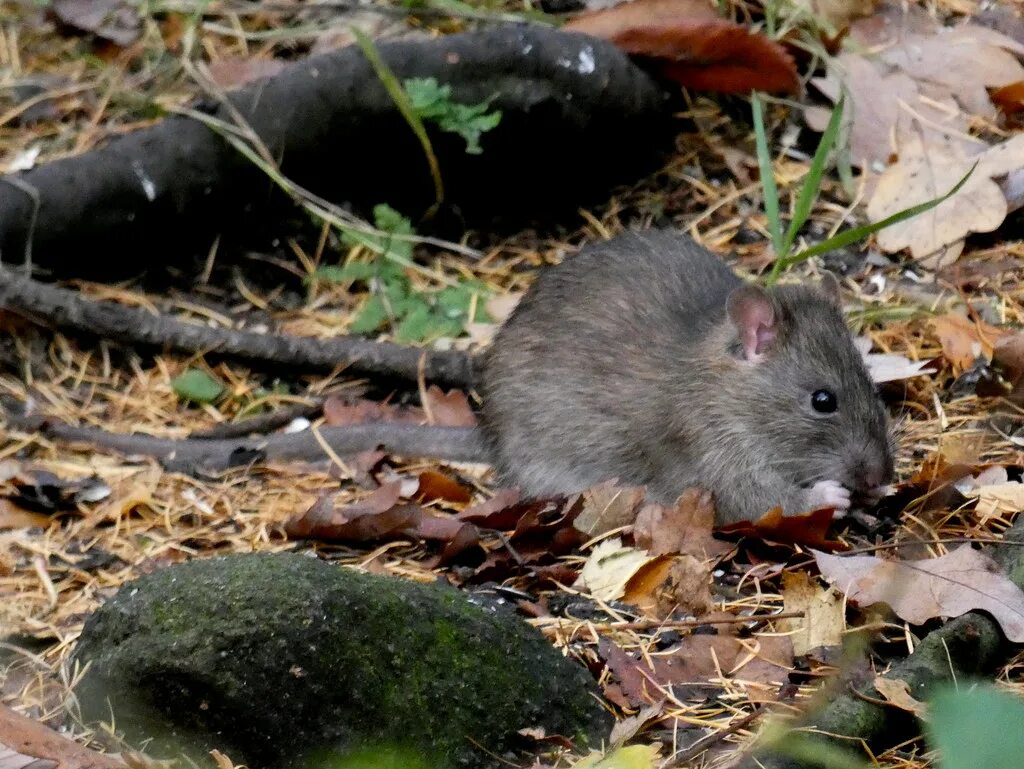 Pin on RATS I LOVE