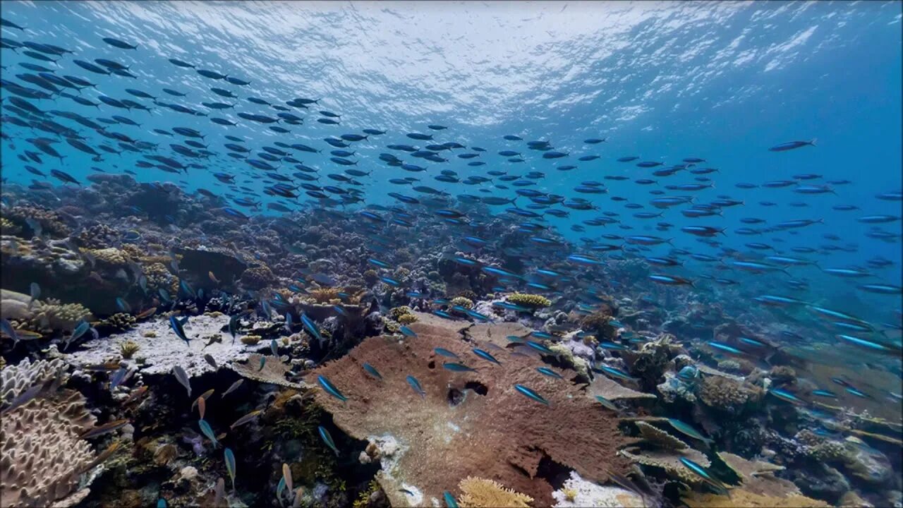 Сохранение морских ресурсов