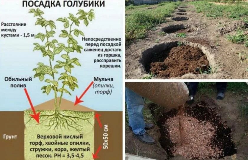 Лучшая посадка голубики – Telegraph