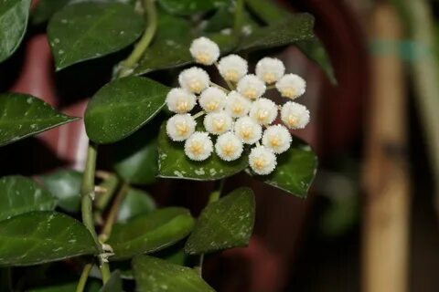 Хойя лакуноза супер эскимо