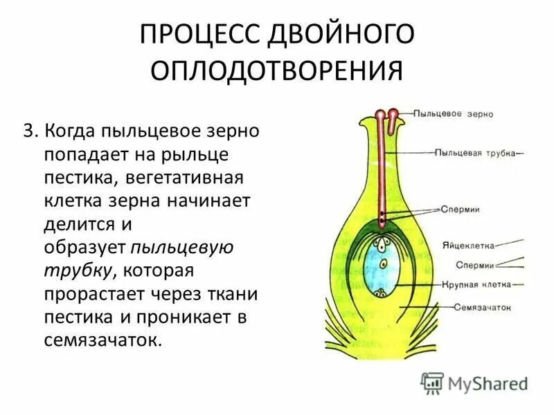 Какая наука изучает оплодотворение растений