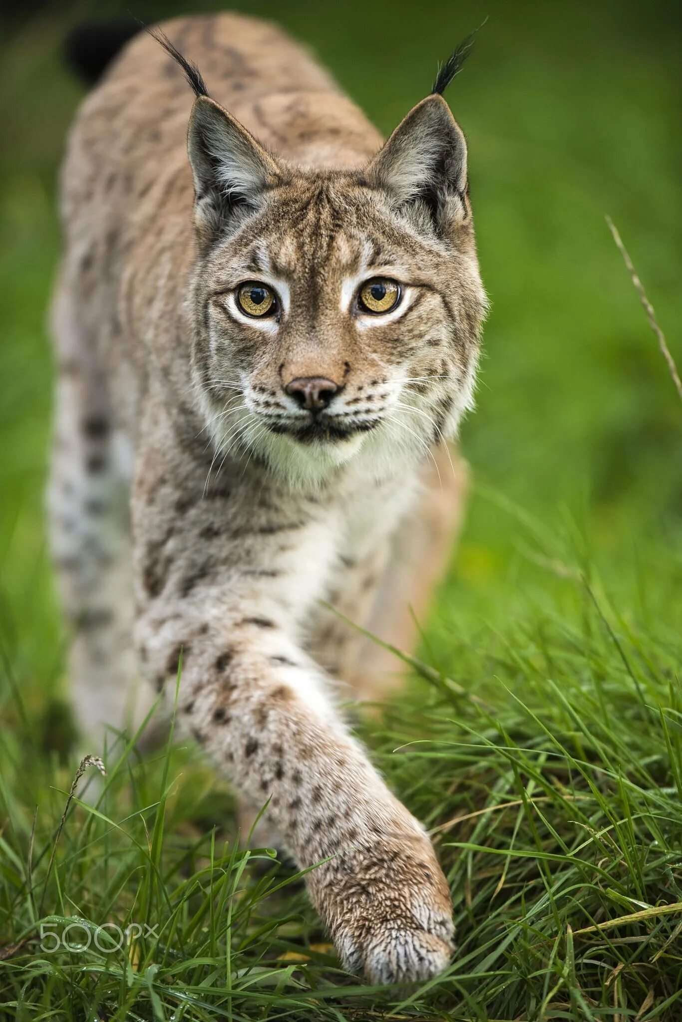 Средняя рысь. Рысь Линкс. Гималайская Рысь. Обыкновенная Рысь Lynx Lynx. Рысь Дальневосточная.