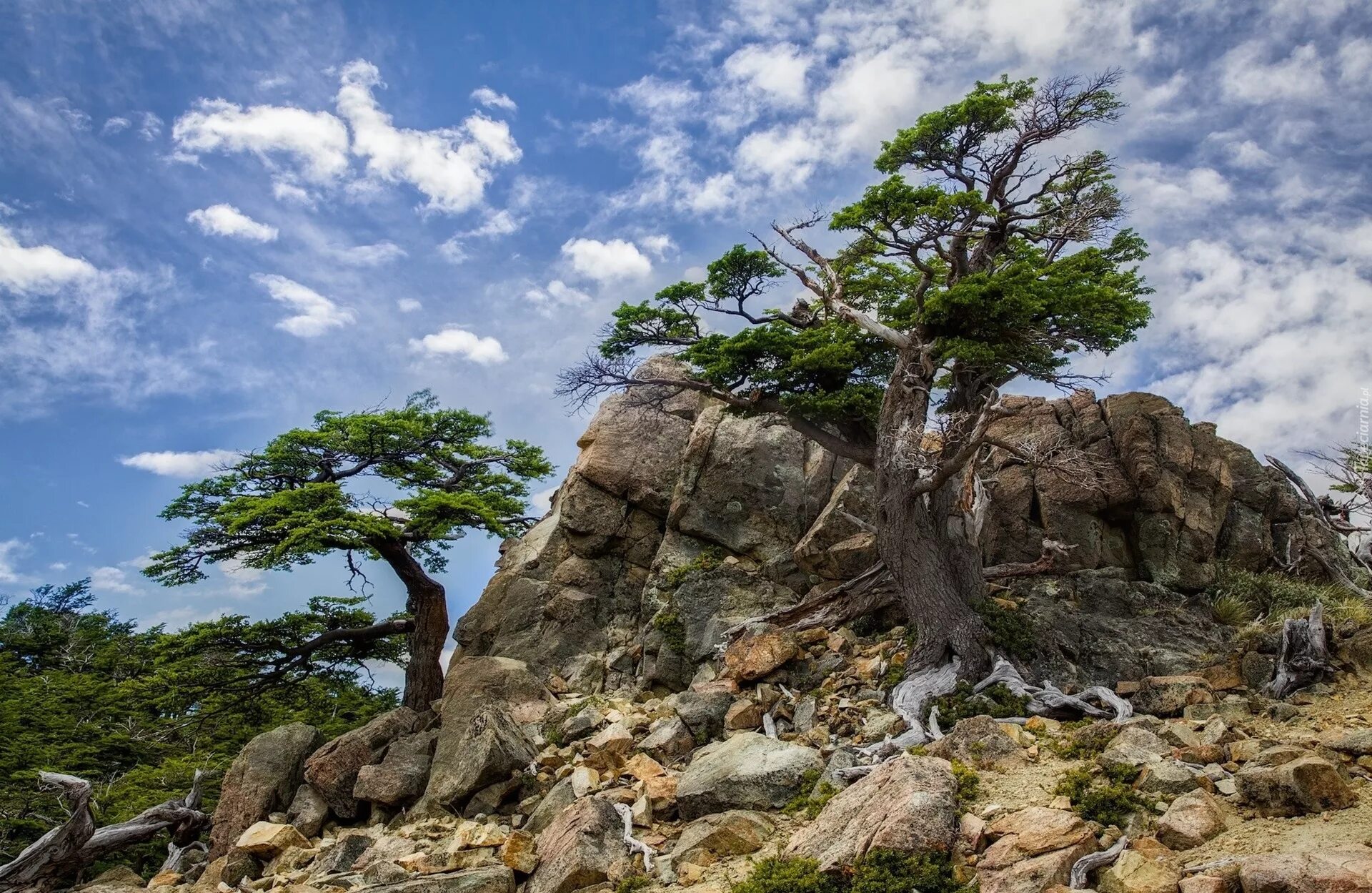Камень дерева. Деревья растущие на скалах. Каменное дерево. Дерево растущее на скале. Деревья растущие в горах.
