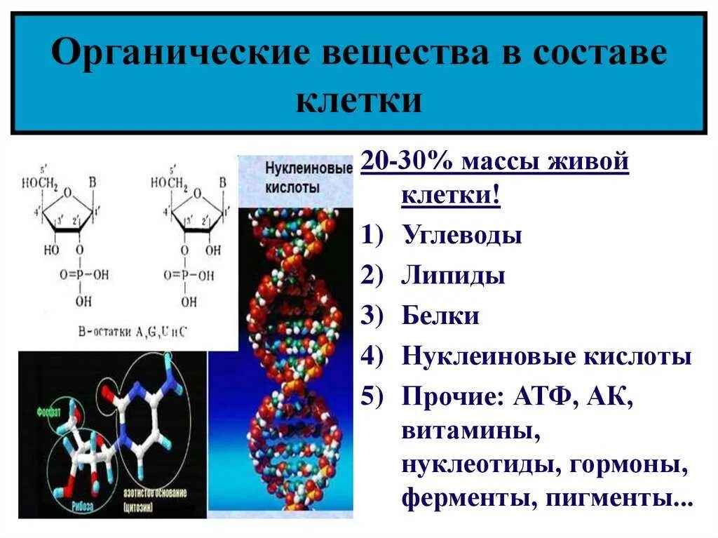 Биополимеры крови. Органические соединения клетки липиды. Органические соединения клетки углеводы. Органические соединения нуклеиновые кислоты. ДНК это органическое вещество.