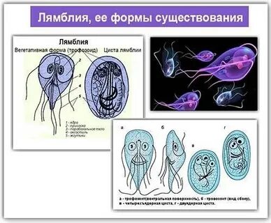Курс лямблий