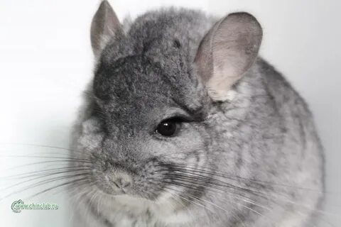 Шиншилла самец