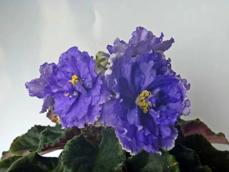 сорт фиалки ек-синеглазый король. фиалка девочка моя синеглазая. фиалка девочка моя синеглазая. сенполия ек-синеглазый король. любовь ломовская фиалки.