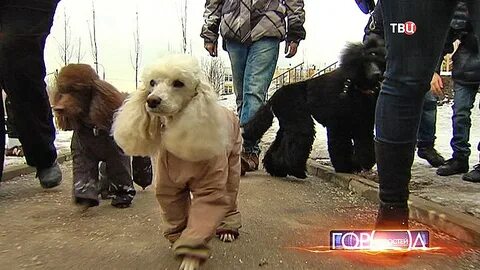 Пудель хелп