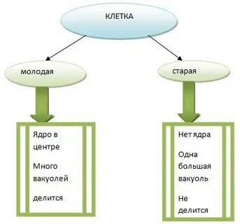 Чем отличается молодая клетка от старой