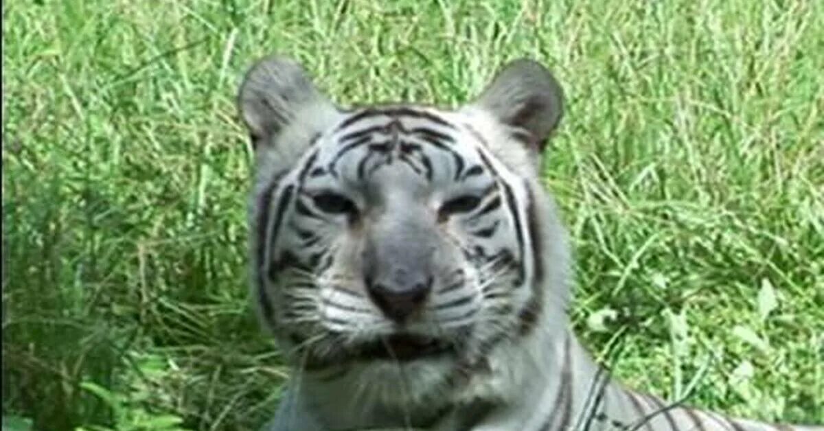 Тайгер кинг. Tiger chase. Мужчина с тигром фото. She not like tigers. Тигр наркоман.